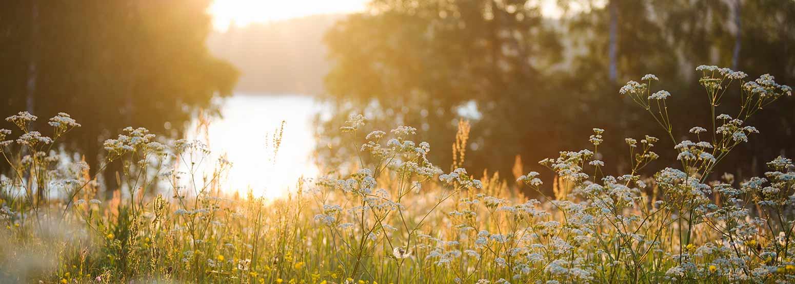 kukkaketo auringonlaskussa